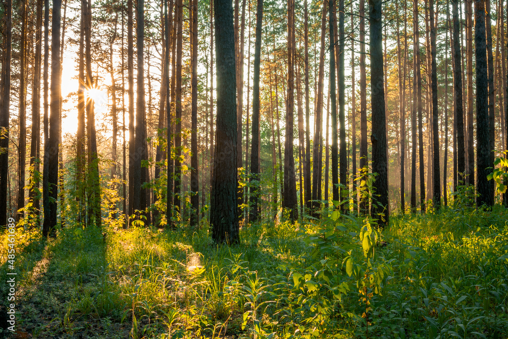 sunset in the forest