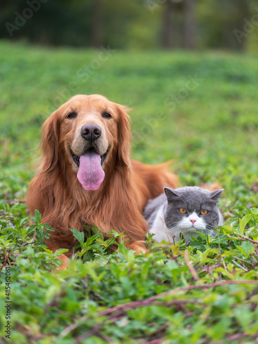 Photography Golden retriever and kitten playing in the grass
