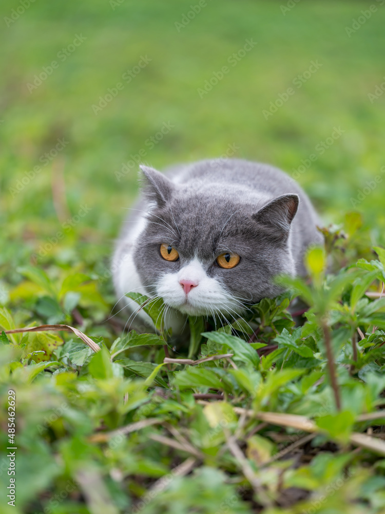 British Shorthair cat lying on the grass