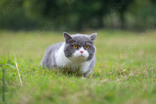 British Shorthair cat lying on the grass
