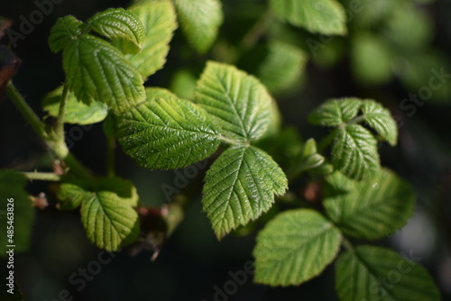 mint leaves in the forest