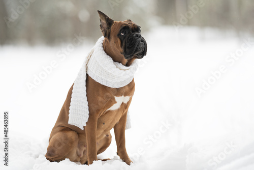 Fototapeta Naklejka Na Ścianę i Meble -  portrait of a dog in a winter forest front view