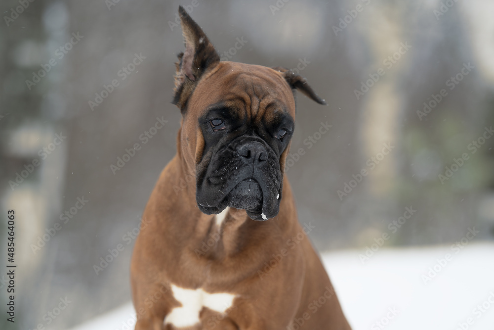 portrait of a German boxer breed dog in a winter park close-up front view