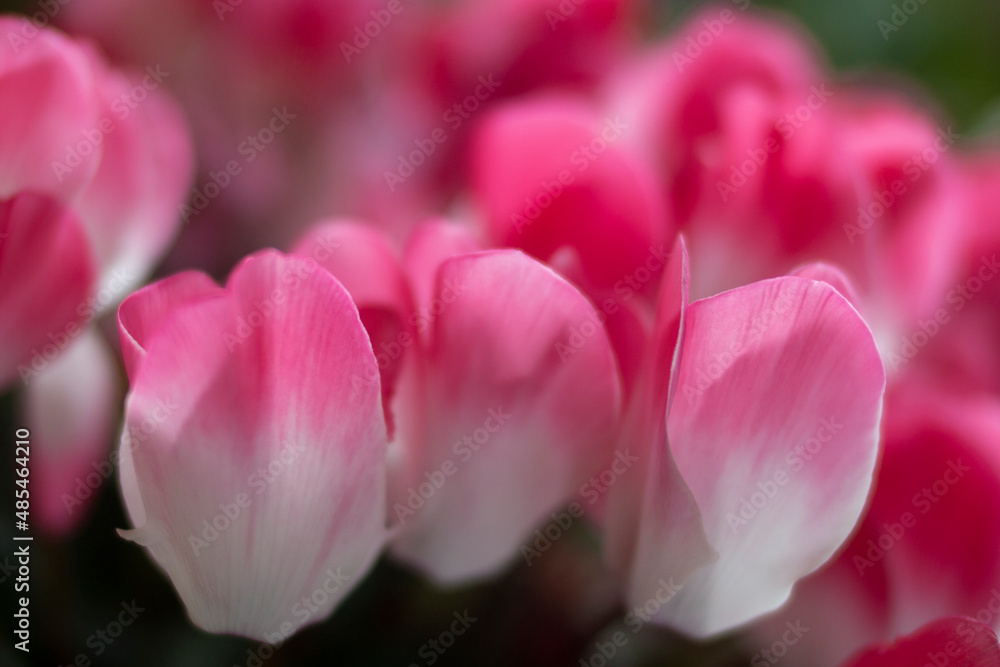 白とピンクのグラデーション。シクラメンの花のアップ。