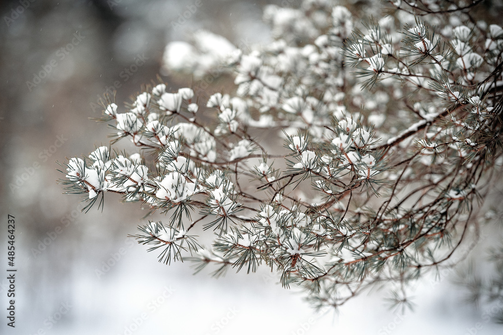 natural winter background with a snow-covered spruce branch close-up