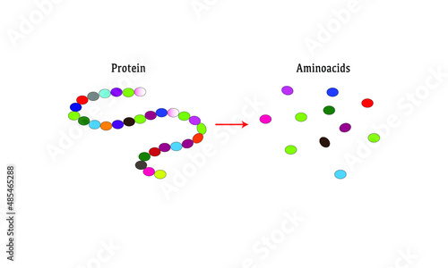 Proteins and amino acids [catabolism]