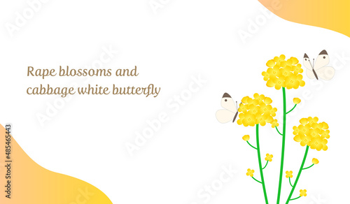 Spring background of rape blossoms and cabbage white butterfly