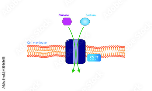 SGLT transporter