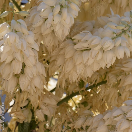 White flowering racemose panicle inflorescence of Hesperoyucca Whipplei, Asparagaceae, native perennial monoclinous evergreen shrub in the San Gabriel Mountains, Transverse Ranges, Summer. photo