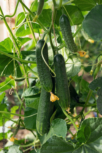 Wallpaper Mural Close-up of ripe delicious green cucumber on twig in greenhouse on blurred background. Summer harvest of garden. Torontodigital.ca