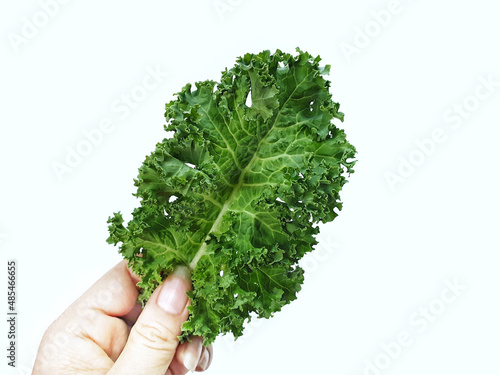 Hand of women picking a kale with copy space.Dark green leafy vegetables that are famous for food or super food.