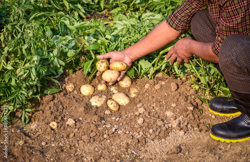 Farmer harvesting potato in the farmland. Potato Farming. Fresh organic potatoes in the field. Potato field with sacks of potato. © Nandalal