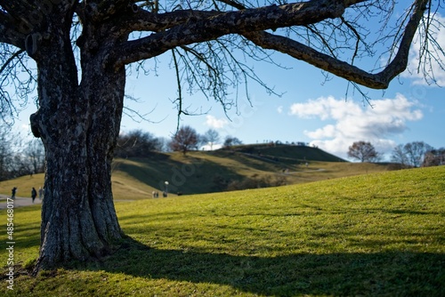 Blick auf Olympiahügel mit Baum im Vordergrund, München
