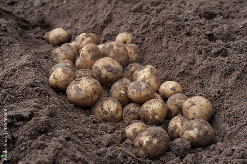 Fresh potatoes after harvest to prepare for processing into the factory.