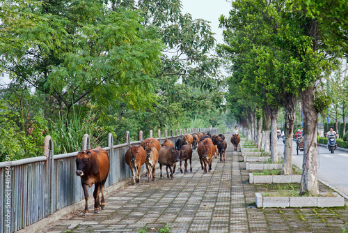 Cattle being herded down the sidewalk in China © David Davis