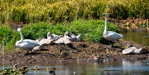 swans on Swan Lake Island Park Idaho photo