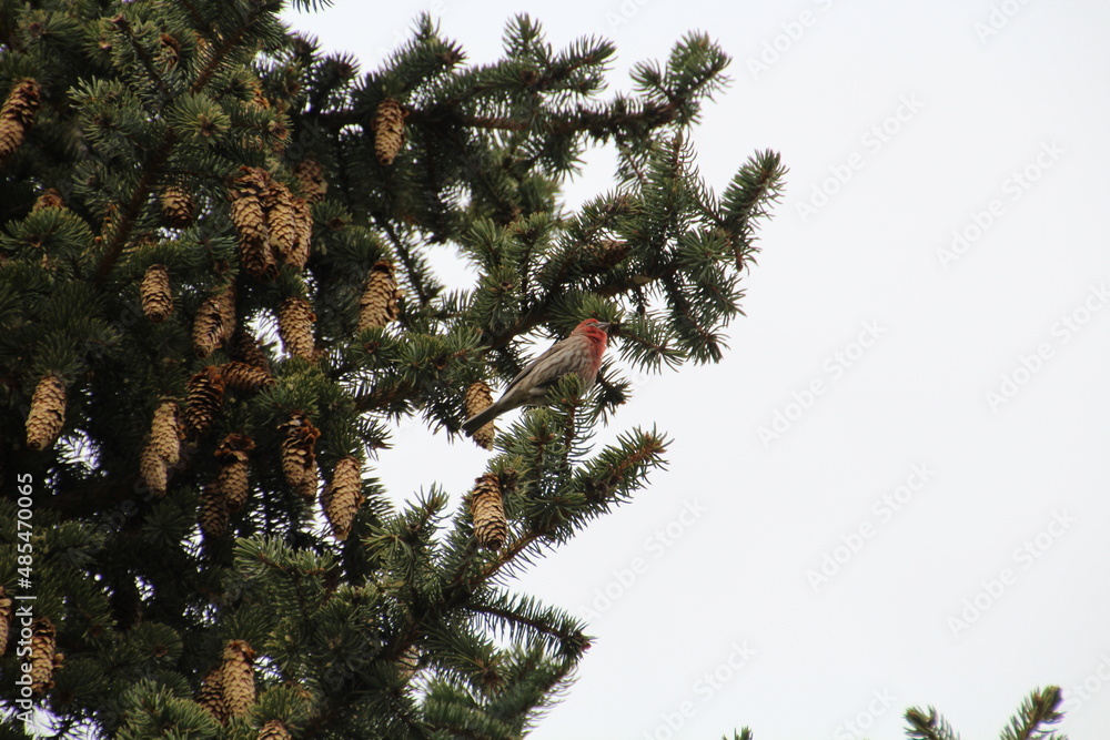 Bird In The Tree Bird In The Tree