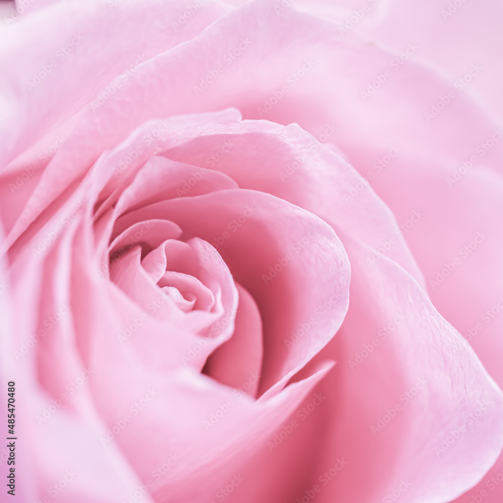 Pale pink rose flower petals. Macro flowers background. Soft focus Pale pink rose flower petals. Macro flowers background. Soft focus