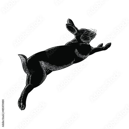 rabbit hand drawing vector illustration isolated on white background