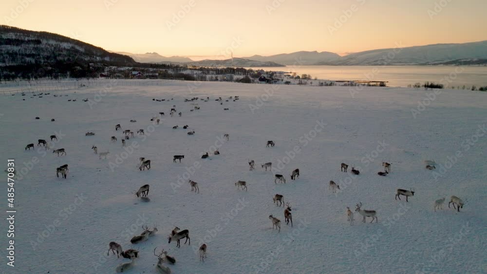 Reindeer Herd Gathering On Snowy Tundra At Sunset In Norway, Aerial