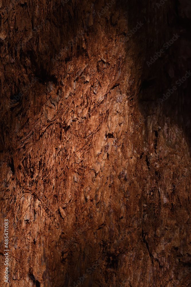 Fototapeta premium redwood bark