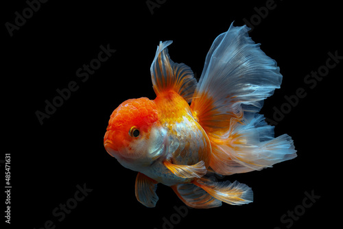 Fényképezés goldfish isolated on a dark black background