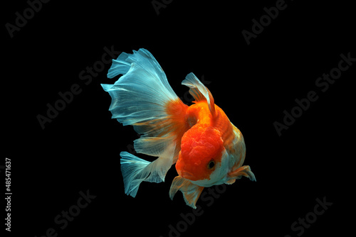 goldfish isolated on a dark black background	