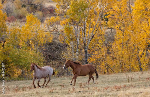 Horses in The Fall Golden Aspens
