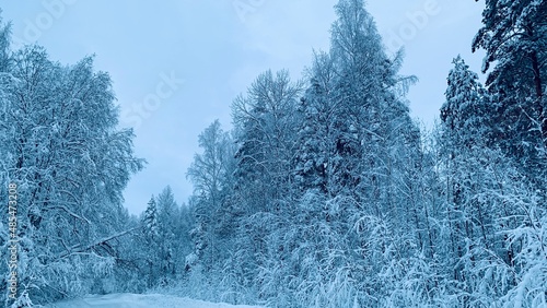 Snow covered trees in winter