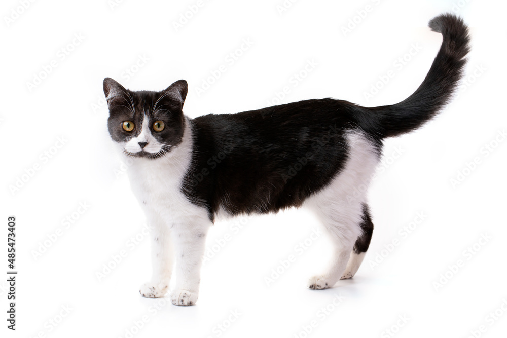 A charming black and white cat sits cute on a white background with a raised paw.