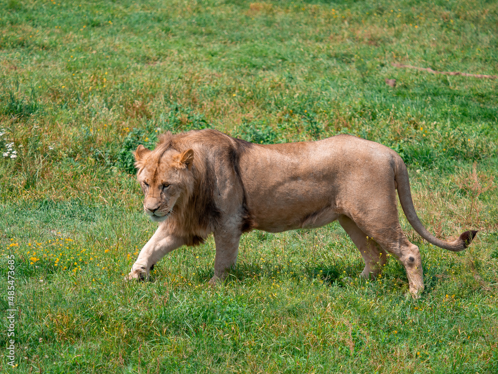 Beautiful Lion in the golden grass of Masai Mara, Kenya Beautiful Lion in the golden grass of Masai Mara, Kenya