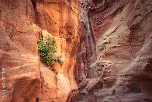 red sandstone canyon with vegetation