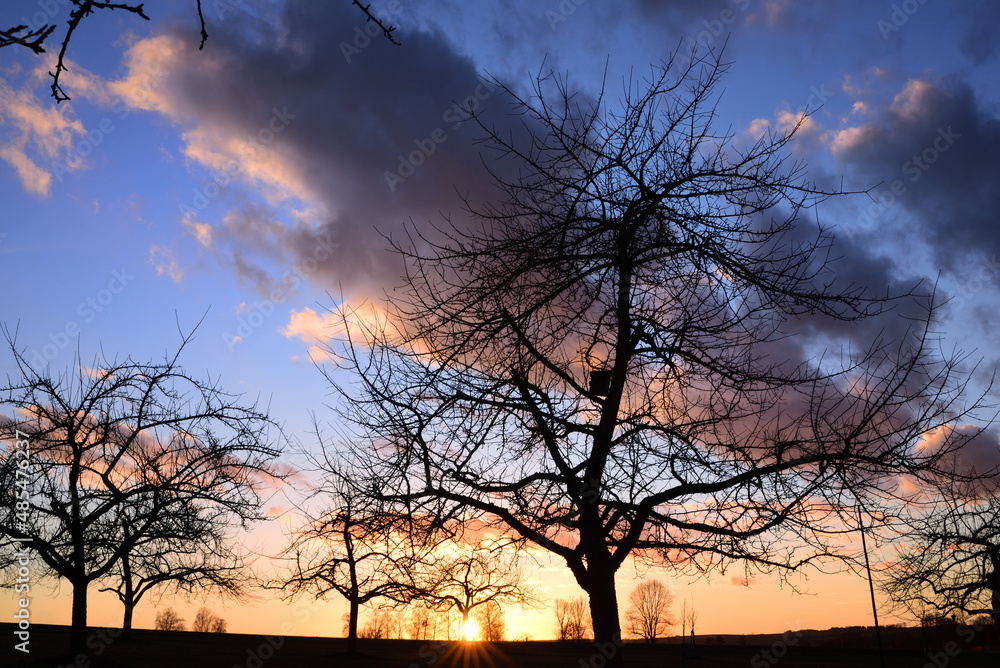 Dramatic cloudy sky at sunset and lots of clouds. In the foreground are bare apple trees in front of the orange and blue colored sky, on a meadow orchard