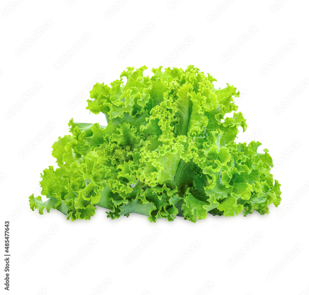 Obraz premium Fresh lettuce isolated on white background