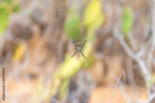 Close up of a spider on a web in Laguna Niguel in Southern California photo