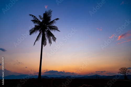 black shadow silhouette coconut tree lonely evening light sunset