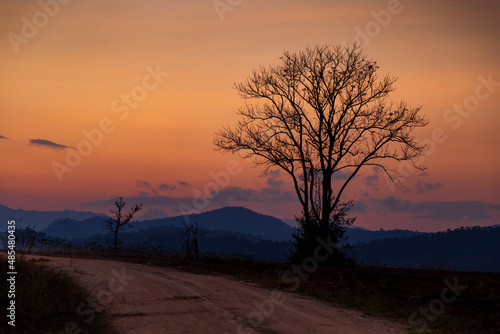 dark shadow silhouette of dead trees evening light