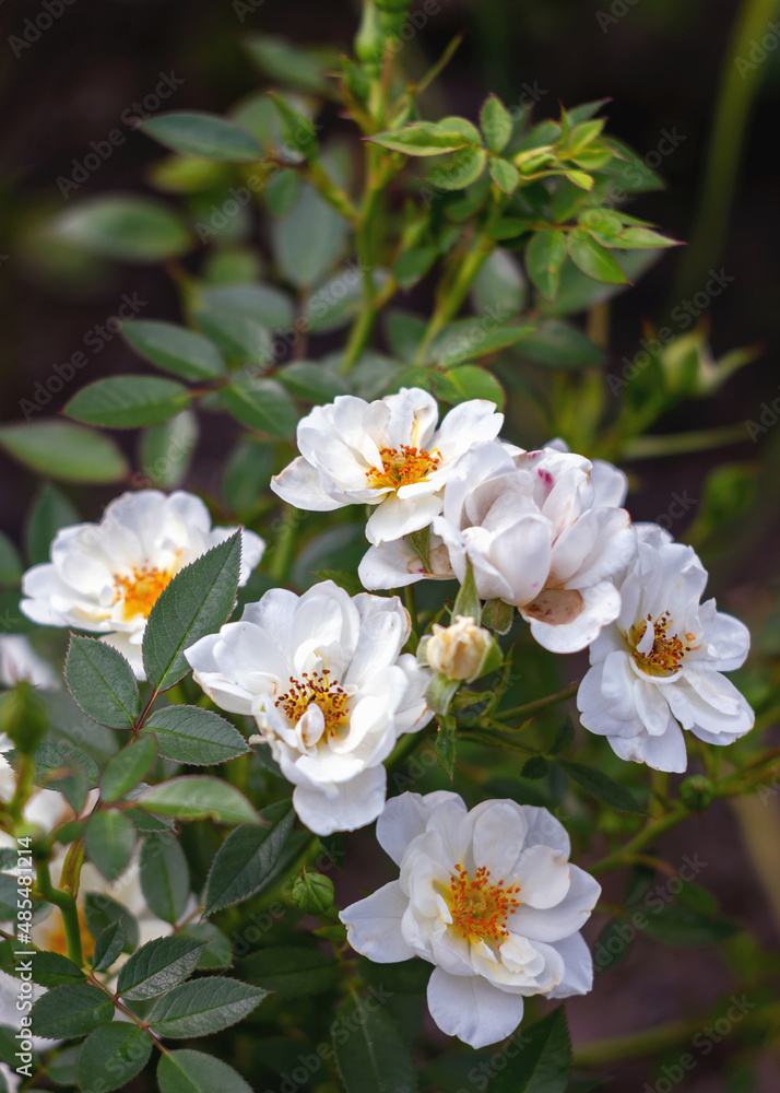 Flowers of white dog-rose (rosehip), summer garden. Floral background. Gardening or design concept Flowers of white dog-rose (rosehip), summer garden. Floral background. Gardening or design concept