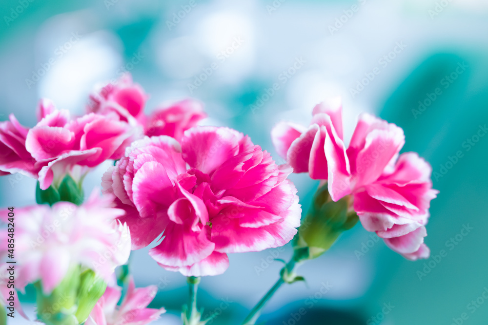 Fototapeta premium 鮮やかなピンク色のカーネーションの花