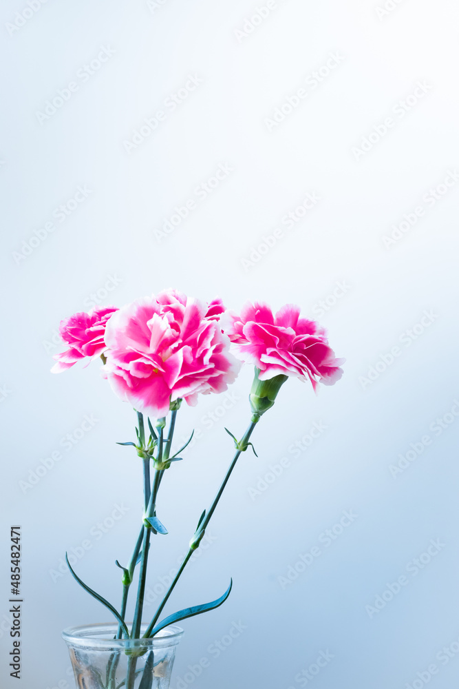 鮮やかなピンク色のカーネーションの花
