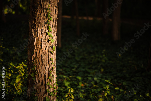Ray of golden light on a tree with running ivy