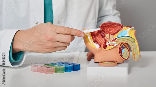 Urology, treatment of men's diseases and prostatitis. Consultation of a male urologist for a patient with prostatitis. Anatomical model of male reproductive system, close-up photo