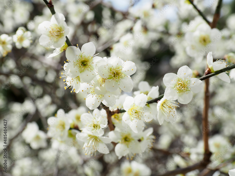 春の白い梅の花