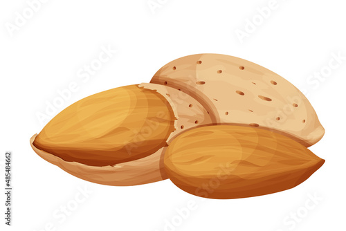 Almond in nutshell detailed raw nut, organic product, ingredient in cartoon style isolated on white background. Ripe plant, snack.