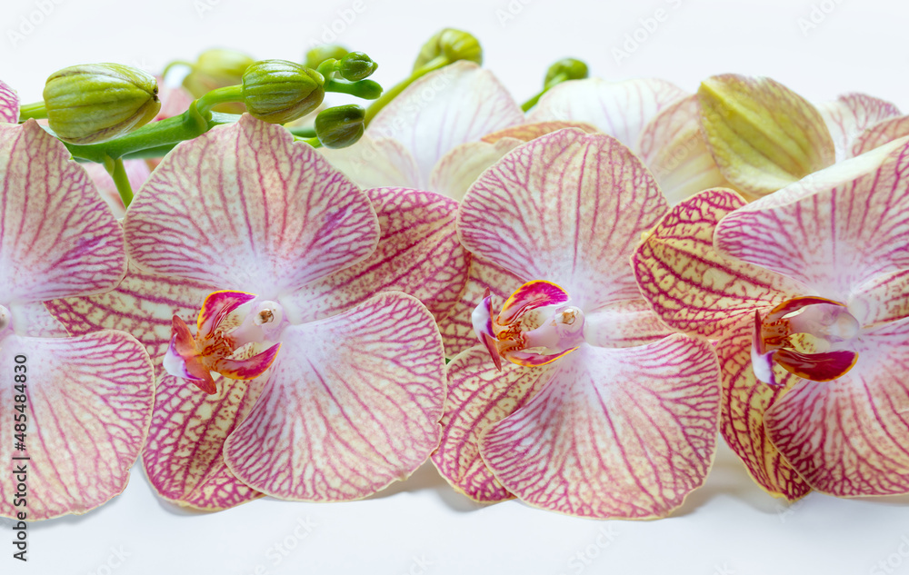 Fresh orchid flowers on a white background close-up. Spring background. Fresh orchid flowers on a white background close-up. Spring background.