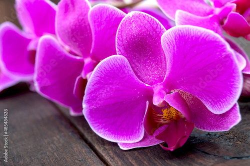 Beautiful pink phalaenopsis orchid flowers on a dark wooden background  close-up  selective focus.