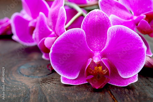 Beautiful pink phalaenopsis orchid flowers on a dark wooden background  close-up  selective focus.