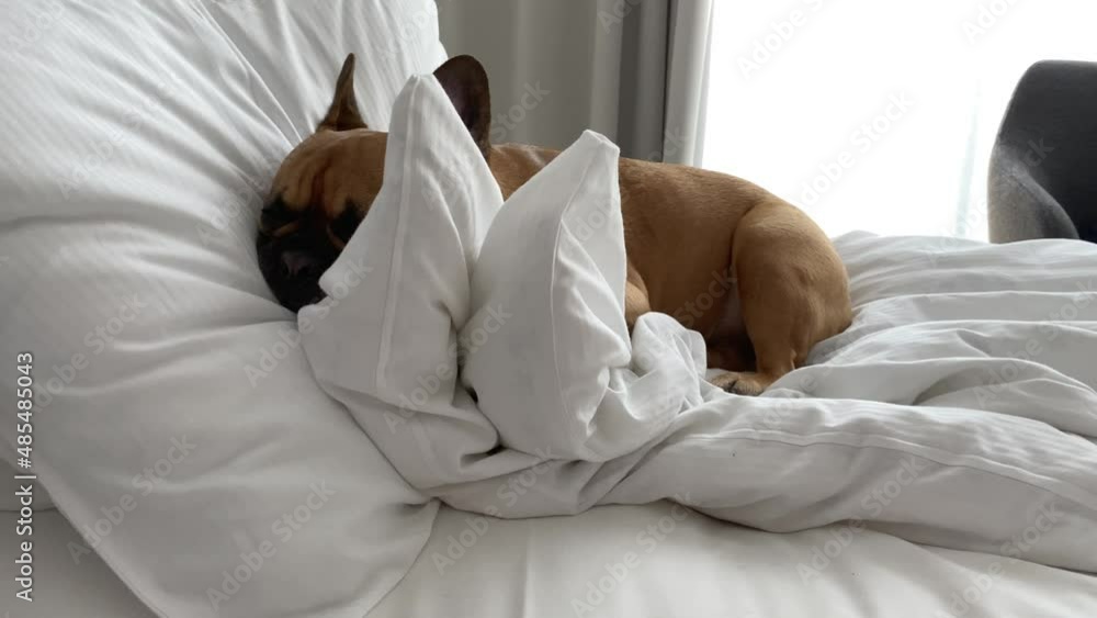 Charming french bulldog puppy curled up on bed and pillow with white sheets Charming french bulldog puppy curled up on bed and pillow with white sheets