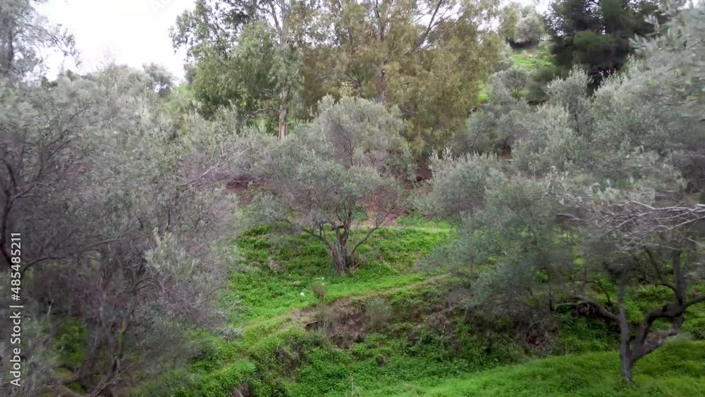 Beautiful olive trees in a park outside Nerja Spain. The colorful environment in the Spanish countryside during the winter season. Bright green grass on the ground in a park. Beautiful olive trees in a park outside Nerja Spain. The colorful environment in the Spanish countryside during the winter season. Bright green grass on the ground in a park.