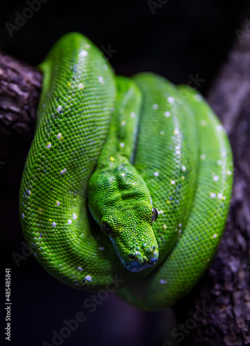 Green python, morelia viridis on tree in terrarium